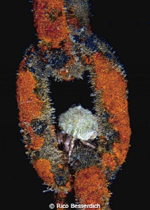 Ok...one more for the road :-))
tiny hermid crab resting... by Rico Besserdich 